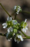 Erophila verna