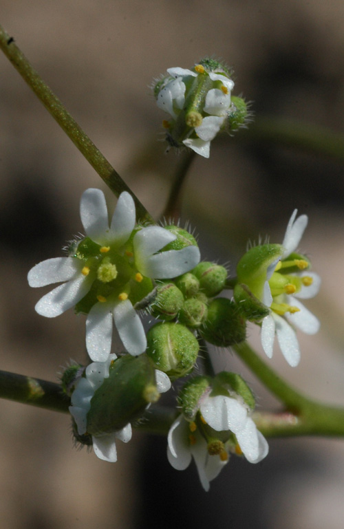 Изображение особи Erophila verna.