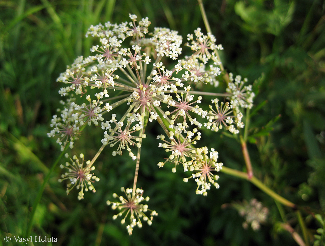 Image of Thyselium palustre specimen.