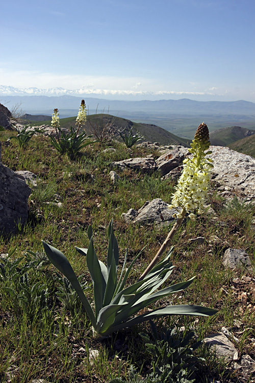 Изображение особи Eremurus lactiflorus.