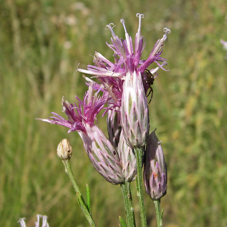 Image of Jurinea multiflora specimen.