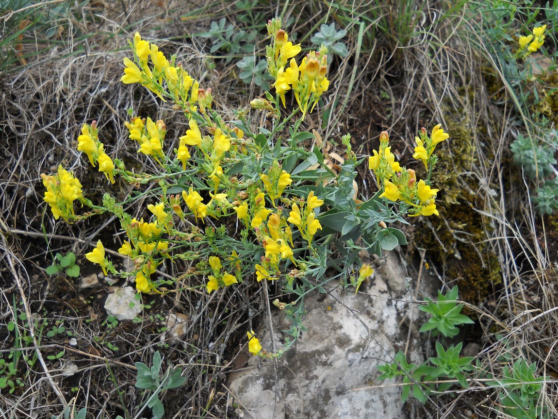 Image of Linaria genistifolia specimen.