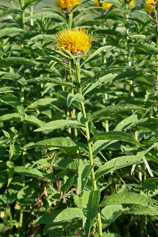 Изображение особи Grossheimia polyphylla.