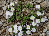 Veronica glareosa