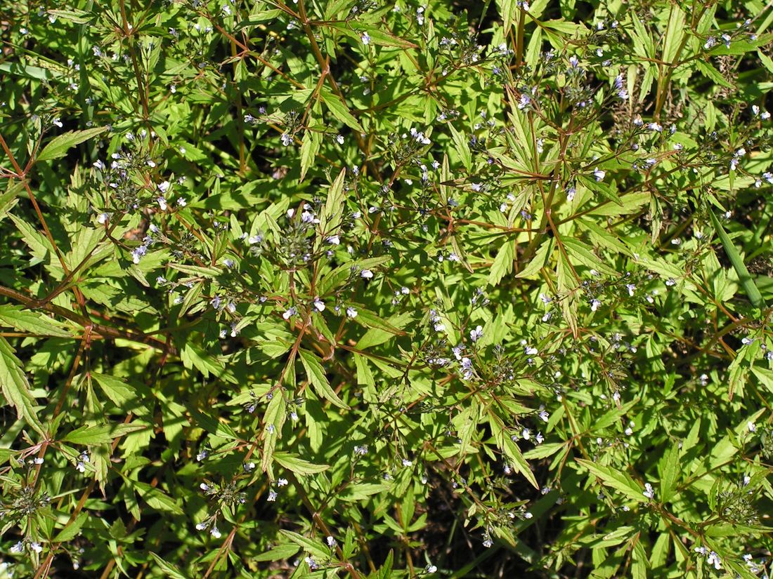 Image of Amethystea caerulea specimen.