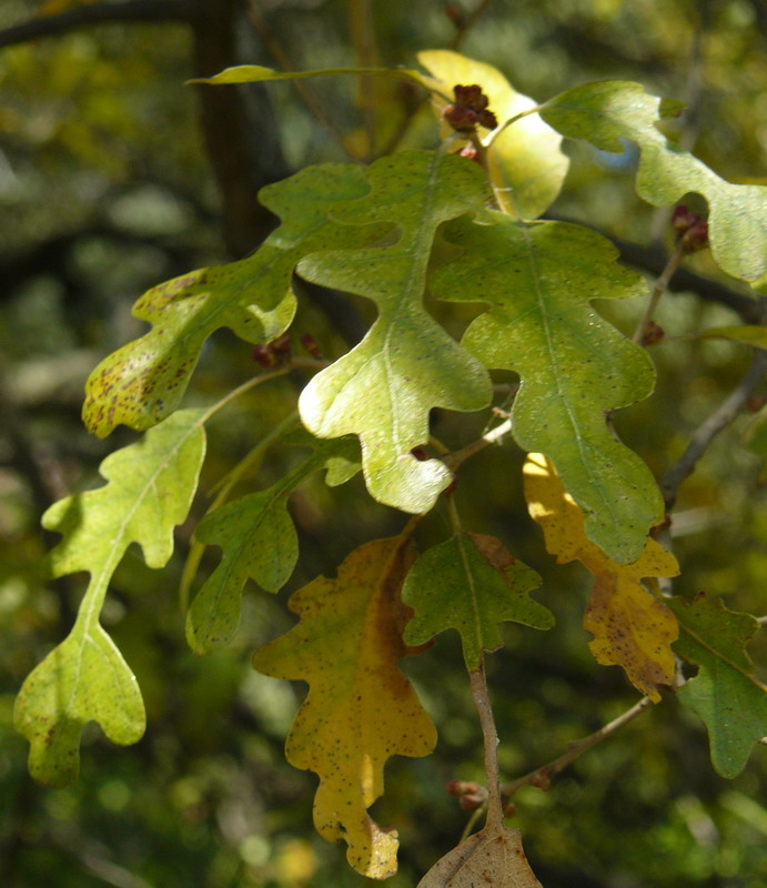 Изображение особи род Quercus.