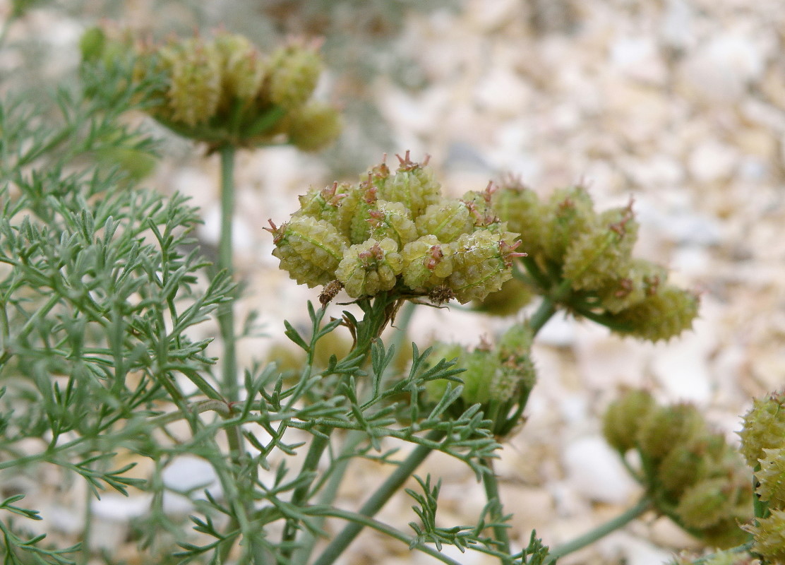 Image of Astrodaucus littoralis specimen.