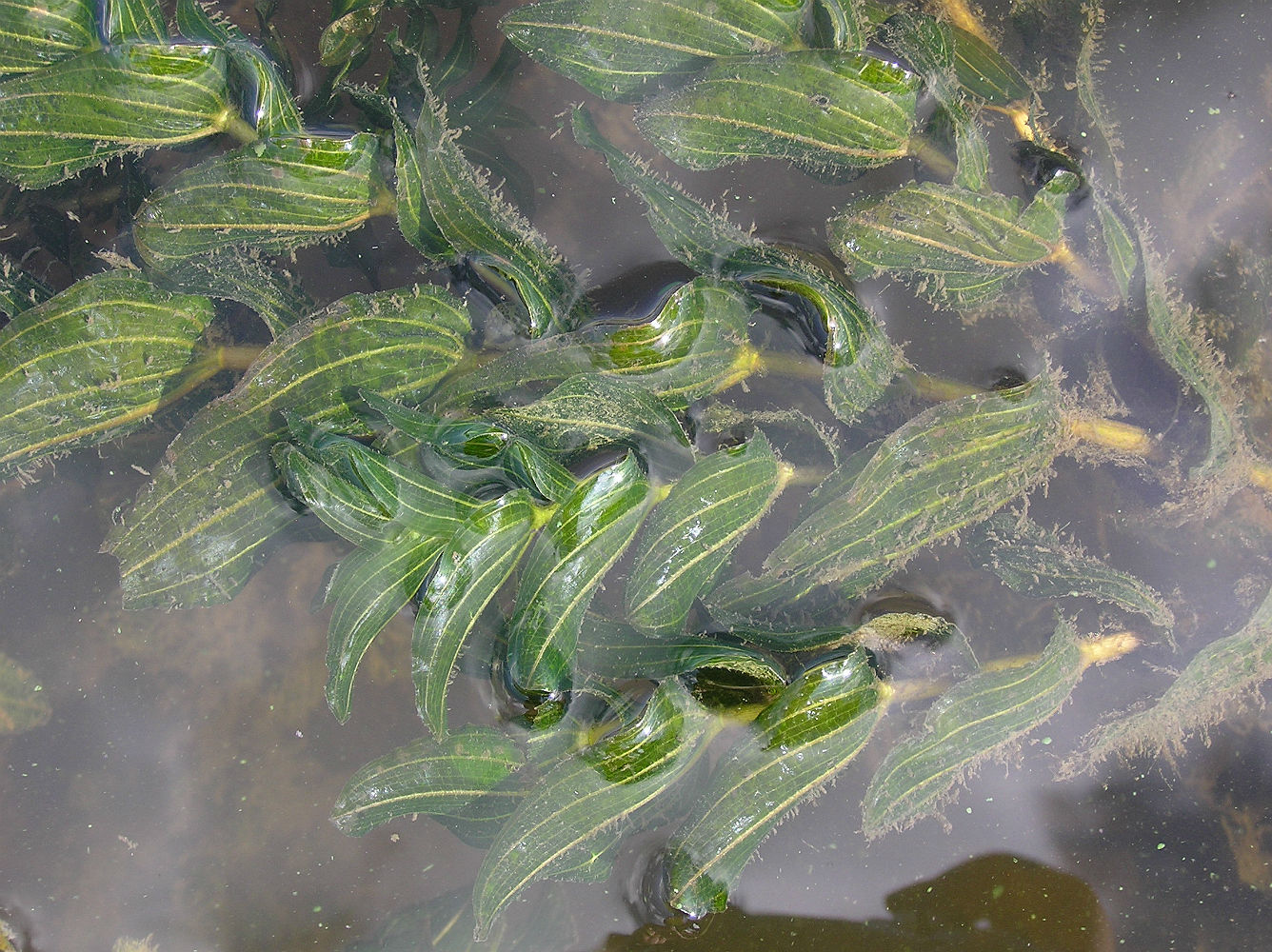 Image of Potamogeton perfoliatus specimen.