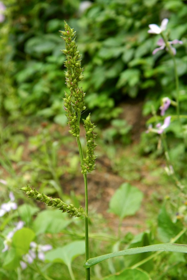 Изображение особи Echinochloa crus-galli.