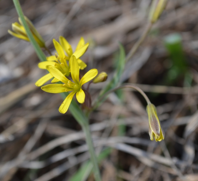 Изображение особи Gagea erubescens.