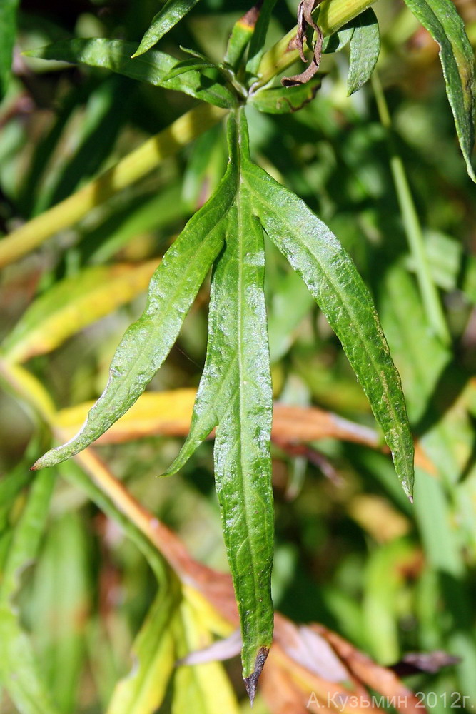 Image of Artemisia vulgaris specimen.