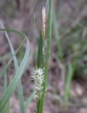 Carex flacca