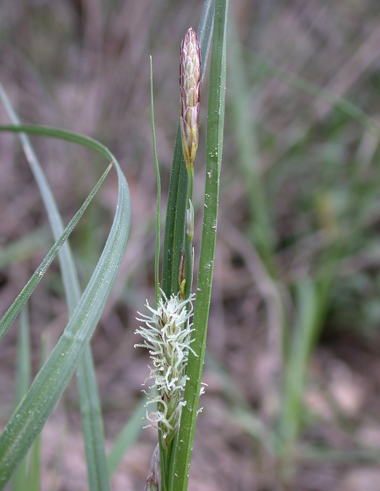 Image of Carex flacca specimen.