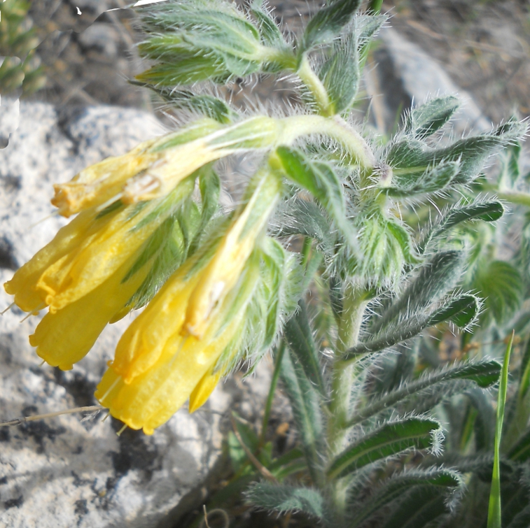 Image of Onosma microcarpa specimen.