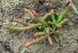 Salicornia perennans. Вегетирующее растение. Украина, Запорожская обл., Гуляйпольский р-н, г. Гуляйполе, берег пруда. 23.10.2011.