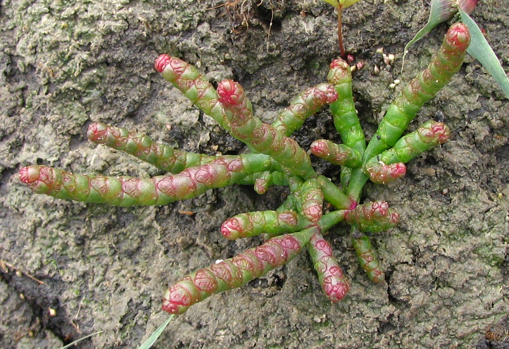 Изображение особи Salicornia perennans.