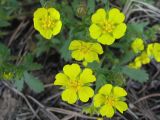 Potentilla humifusa