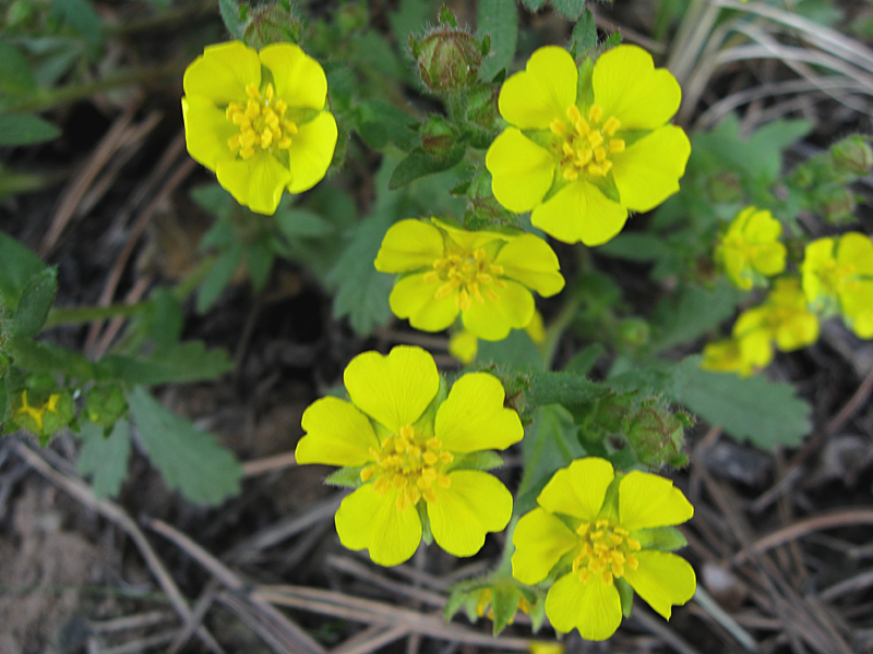 Image of Potentilla humifusa specimen.