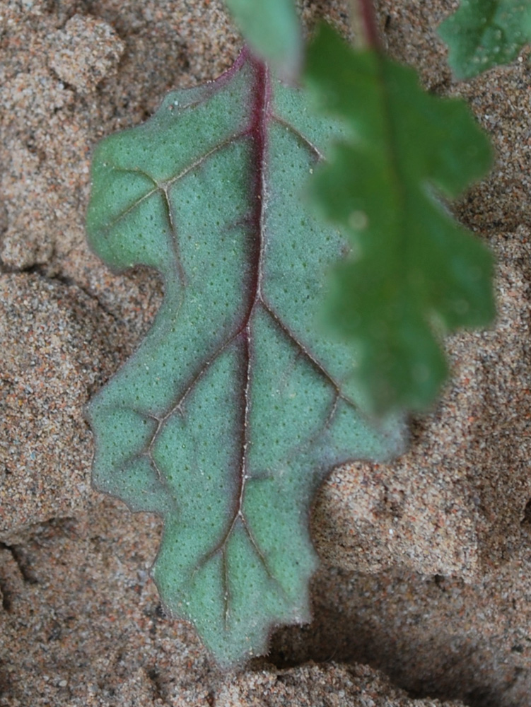 Image of Dysphania botrys specimen.