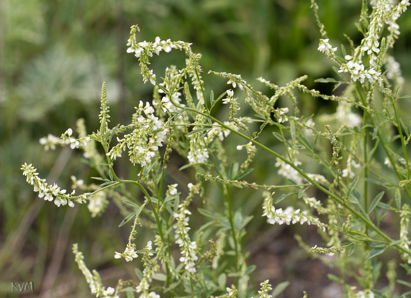 Image of Melilotus albus specimen.