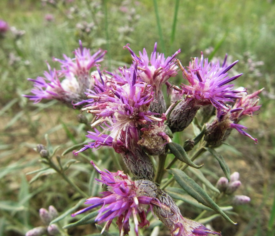 Изображение особи Saussurea salicifolia.