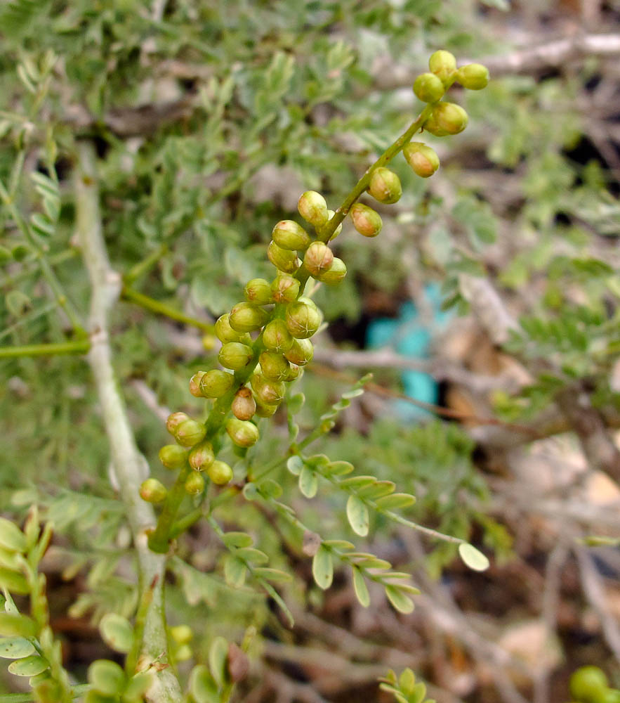 Image of Faidherbia albida specimen.