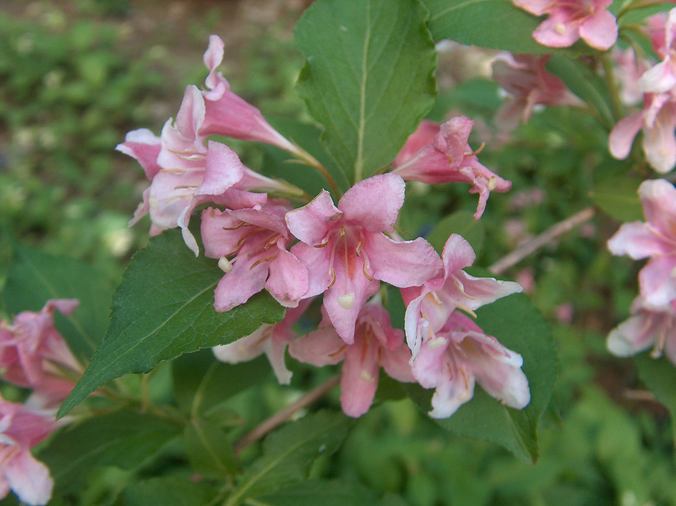 Изображение особи Weigela praecox.