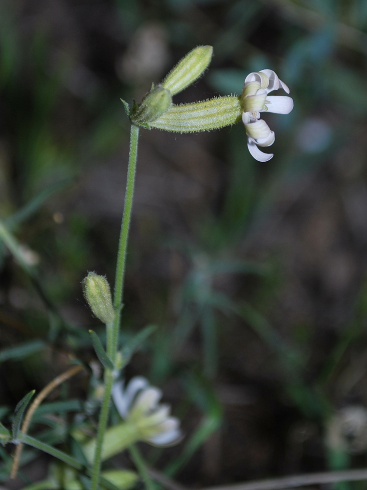 Изображение особи Silene brahuica.