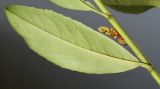 Lauro-cerasus officinalis. Часть побега с развивающимся соцветием; видна обратная сторона листа ('Schipkaensis Macrophylla'). Германия, г. Кемпен, в частном саду. 18.02.2013.