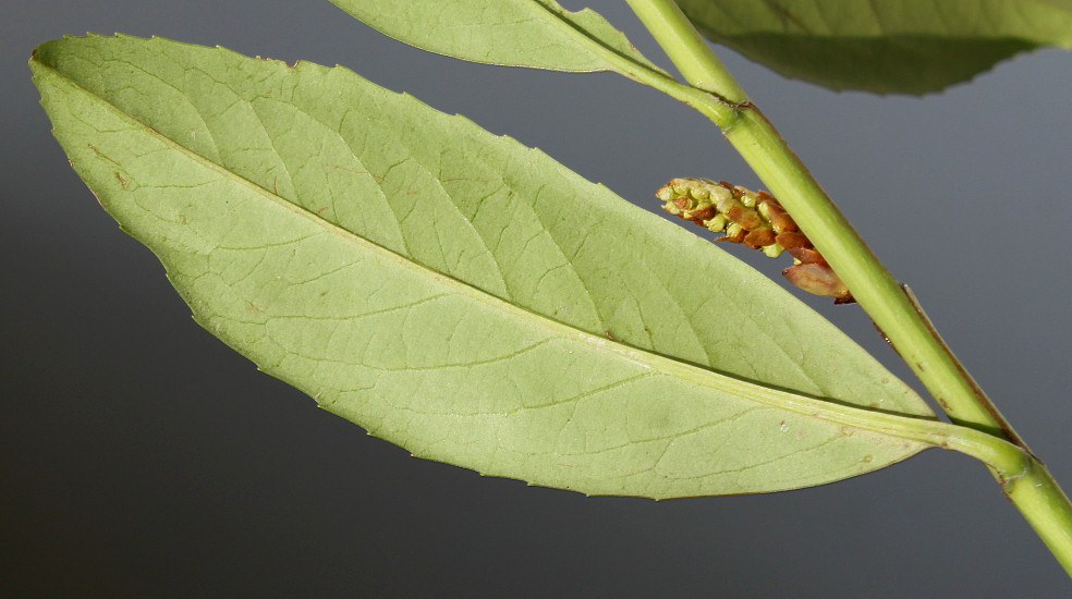 Image of Lauro-cerasus officinalis specimen.