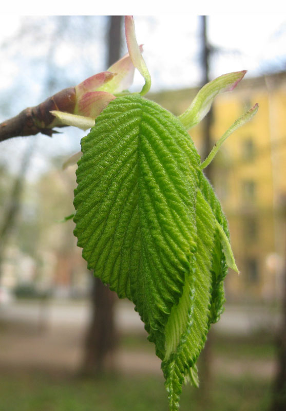 Изображение особи Ulmus glabra.