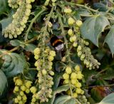 Mahonia bealei. Раскрывающиеся соцветия с кормящимся шмелём. Германия, г. Кемпен, в культуре. 08.03.2013.
