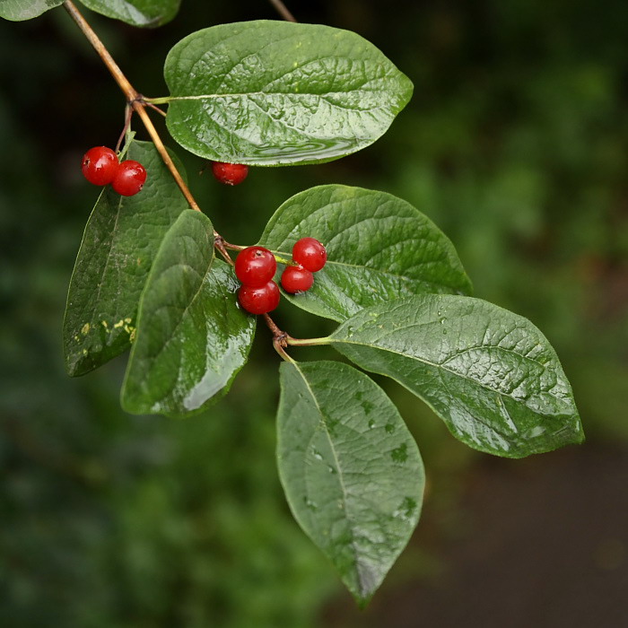 Изображение особи Lonicera tatarica.