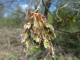 Ulmus laevis. Соплодие с развивающимися плодами. Чувашия, окр. г. Шумерля, берег р. Сура, ниже водозабора. 7 мая 2013 г.
