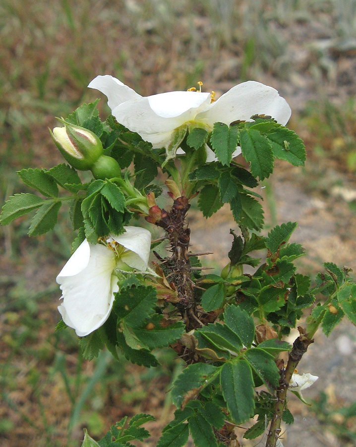 Image of Rosa spinosissima specimen.