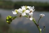 Crambe koktebelica. Верхушка соцветия с бутонами и цветками. Западный Крым, оз. Донузлав. 20 мая 2013 г.