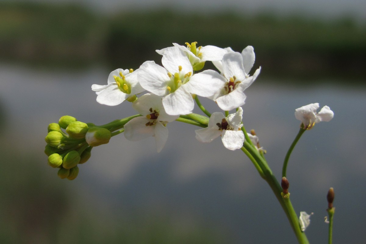 Изображение особи Crambe koktebelica.