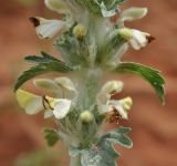 Phlomoides laciniata. Часть соцветия. Армения, Вайоц Дзор, Нораванк. 11.05.2013.