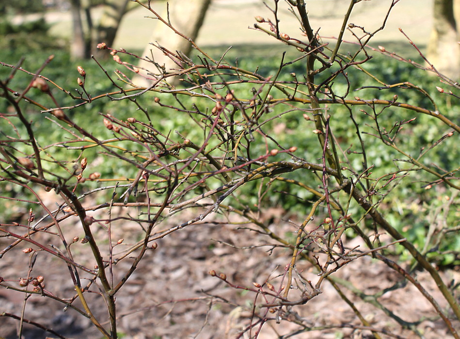 Image of Vaccinium corymbosum specimen.