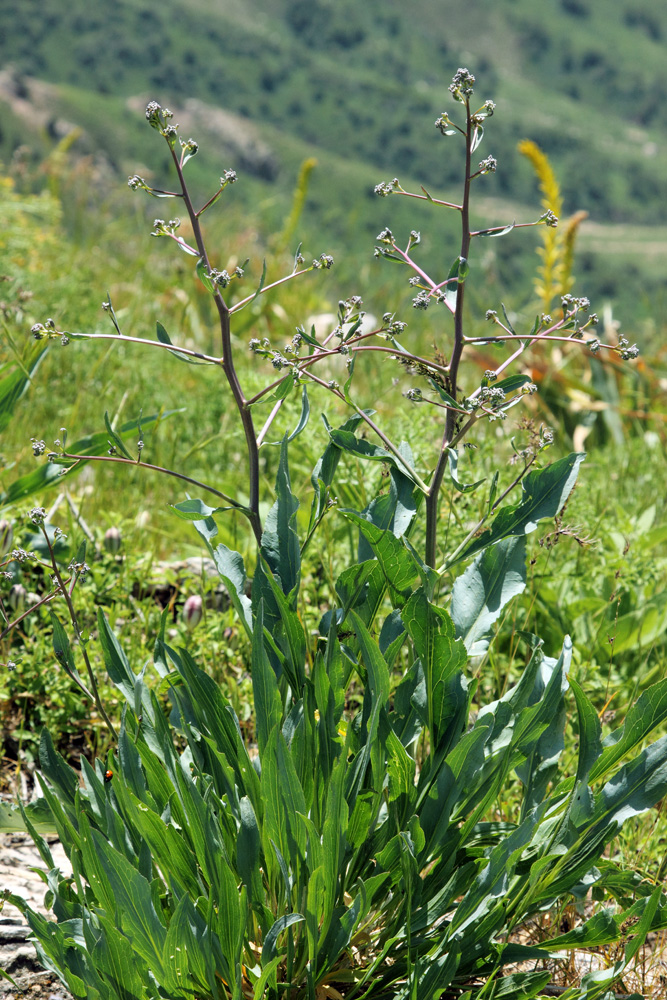 Изображение особи Stroganowia paniculata.