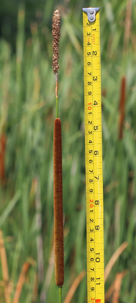 Изображение особи Typha angustifolia.