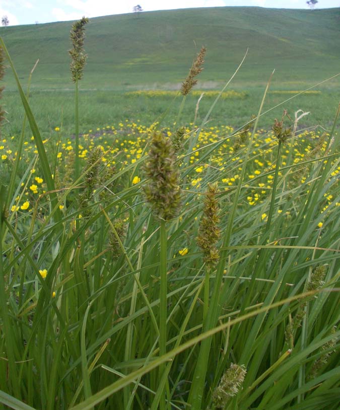 Image of Carex vulpina specimen.