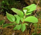 Salix hastata. Ветвь. Архангельская обл., Пинежский р-н, окр. Пинежского заповедника, лог. 21.06.2013.
