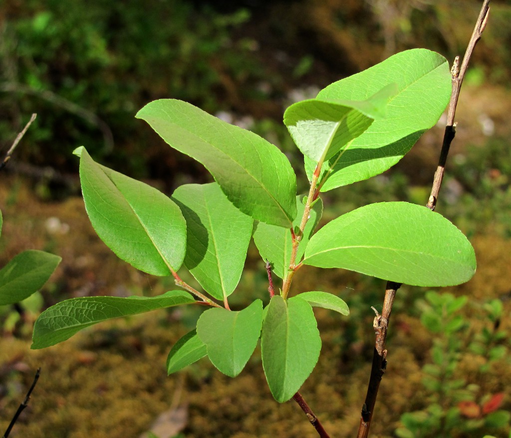 Изображение особи Salix hastata.