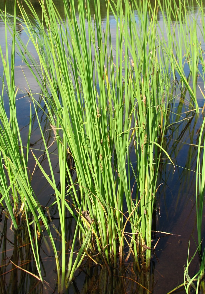 Image of Carex salina specimen.