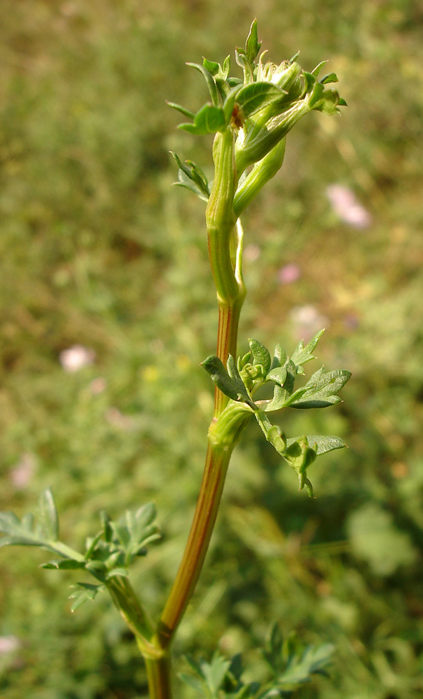 Изображение особи Xanthoselinum alsaticum.