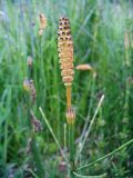 Equisetum palustre