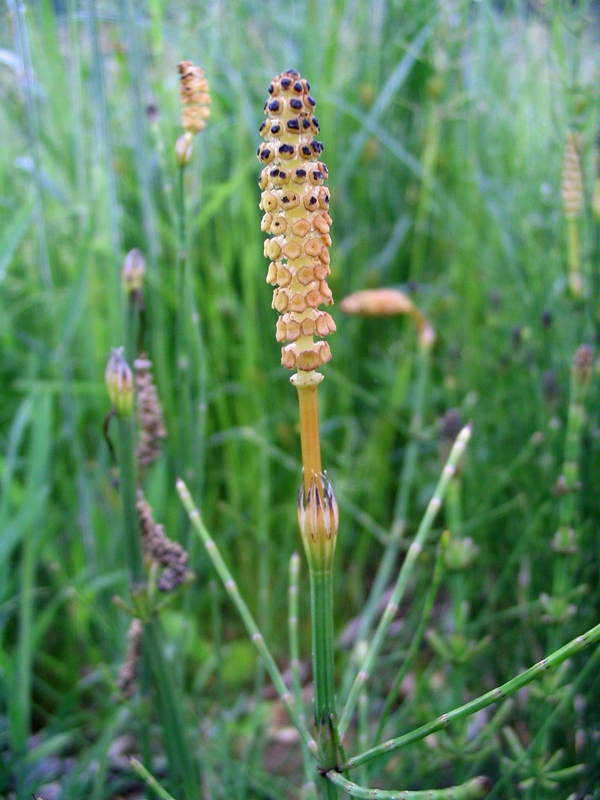 Image of Equisetum palustre specimen.