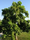 Catalpa bignonioides. Взрослое плодоносящее дерево. Краснодарский край, окр. г. Крымск, городское озеленение. 19.07.2013.