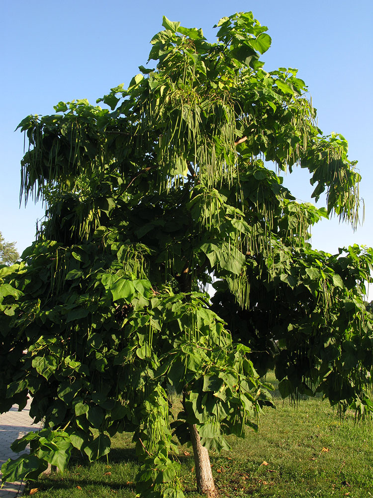 Изображение особи Catalpa bignonioides.